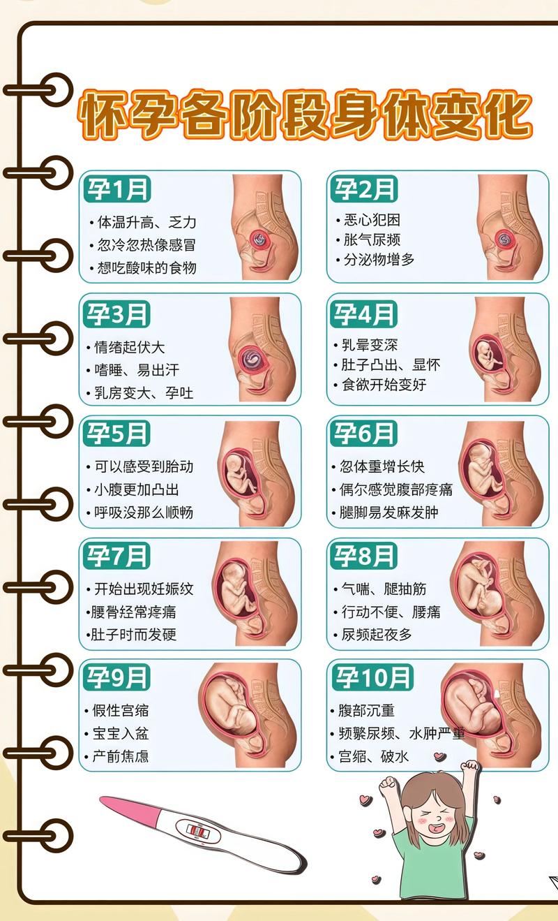 揭秘供卵代孕妈妈怀孕小腹分两节,孕期变化的奥秘乌鲁木齐代生机构: